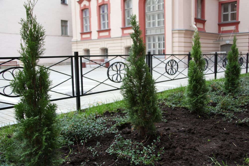 Высадка деревьев
